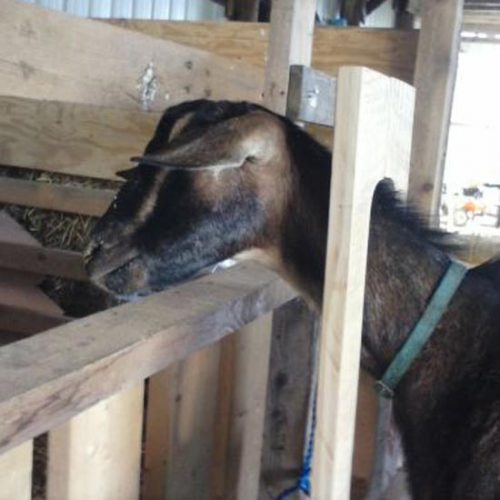 Frustrations of a First-Time Milker